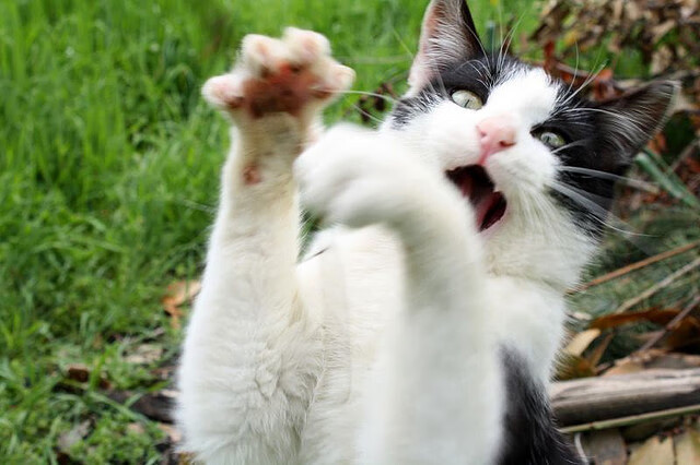 布克关键时刻单骑救主!深圳队主场横扫广厦锁定胜局