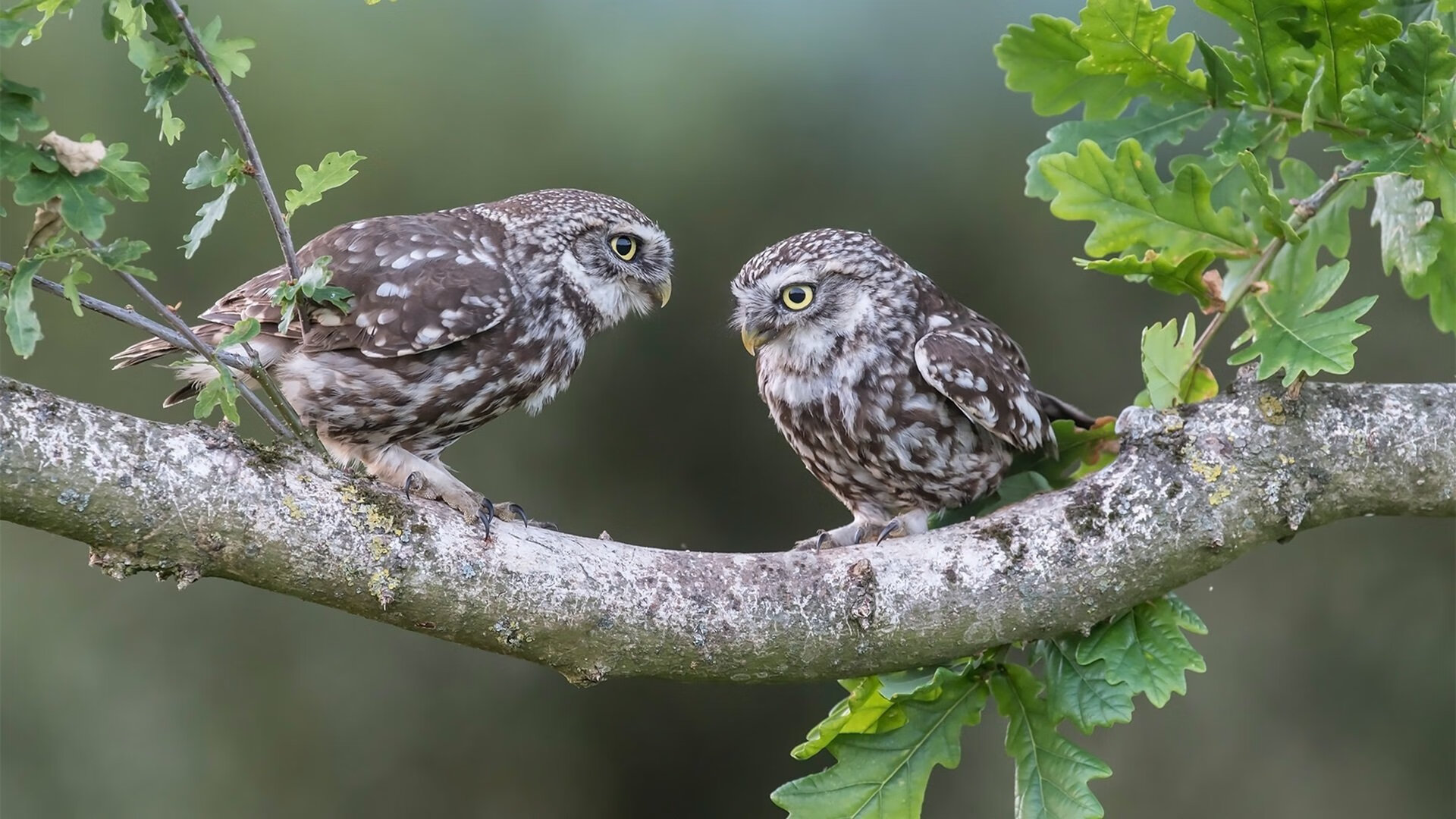 斗牛士的红刃划破沙漠,揭幕战狂胜背后的技术革命与意志碾压