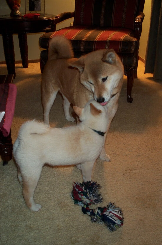 极速与高度,从F1巴林揭幕战到新疆队压制森林狼的双重启示