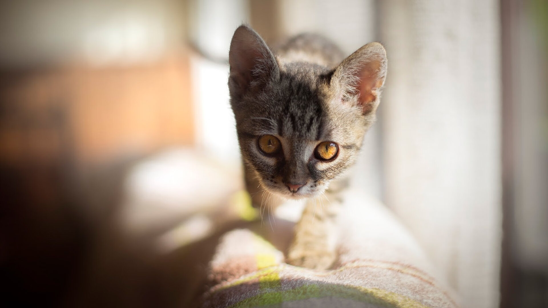 伊萨克双响导演逆转,瑞典强行终结苏格兰晋级之路