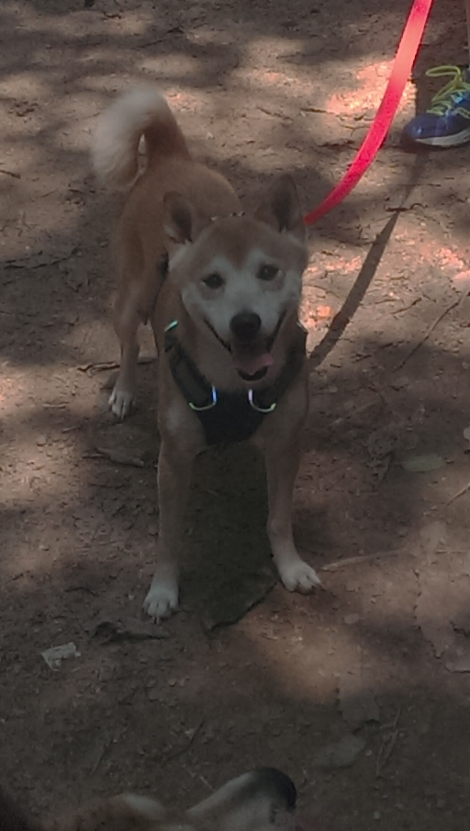 巨星闪光!卡拉斯科爆发助桑巴军团力克哥斯达黎加