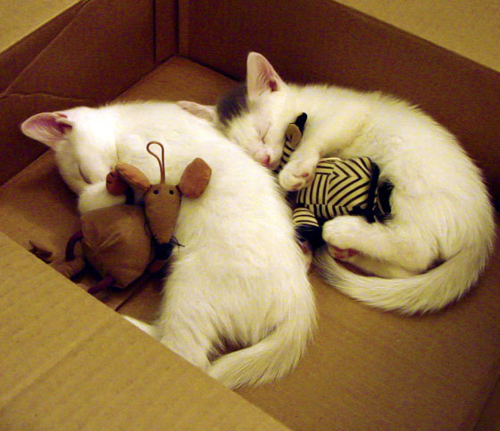 孤胆英雄与体系铁壁，哈兰德炫技之夜难敌西班牙团队压制