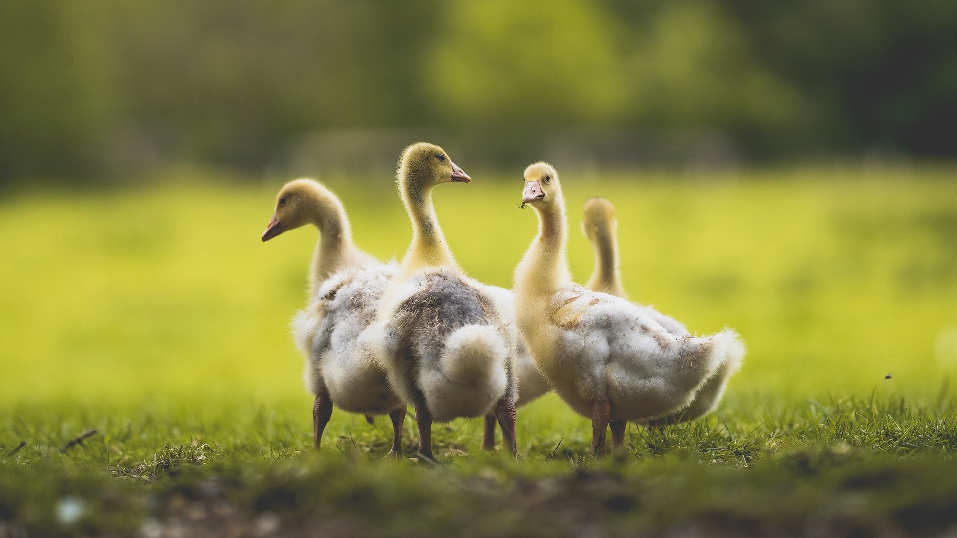 库里附体!班凯罗魔法风暴击溃鹈鹕,新时代锋卫已诞生