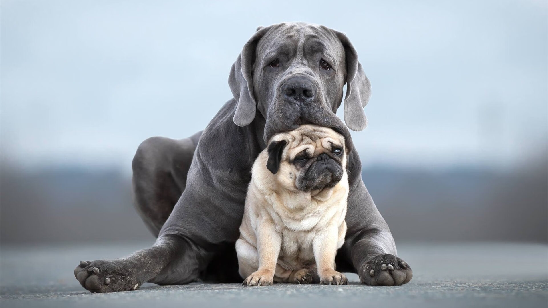 欧冠淘汰赛焦点战,埃及新贵全面压制葡萄牙豪门